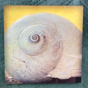 Moon Snail Metal Art Print